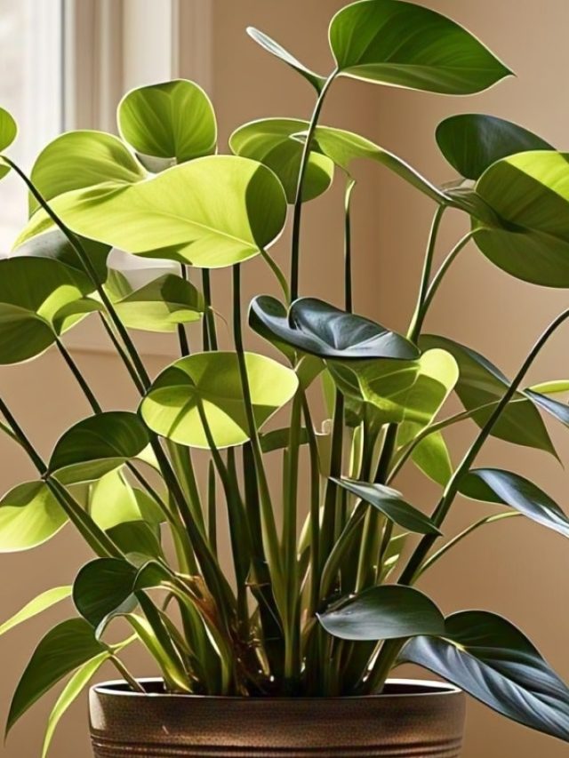 घर में बनाएं ये खास घोल, हरा-भरा हो जाएगा पीला पड़ा मनी प्लांट