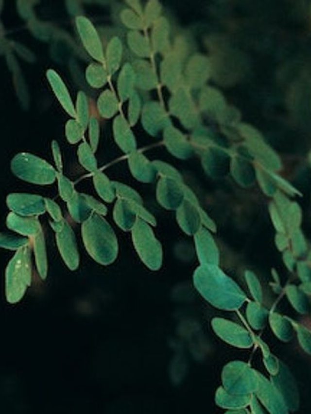 गमले में भी उगा सकते हैं सहजन का पौधा, अपनाएं ये आसान टिप्स