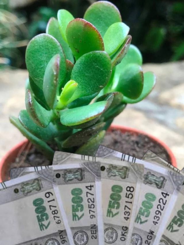 বাড়িতে এই গাছ লাগালেই আসবে টাকা, সুখে ভরবে জীবন