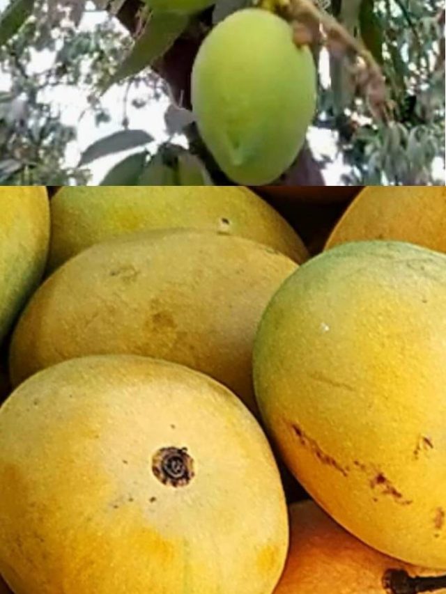 কাঁচা না পাকা আম? কোনটা খেলে বেশি উপকার? জেনে নিন