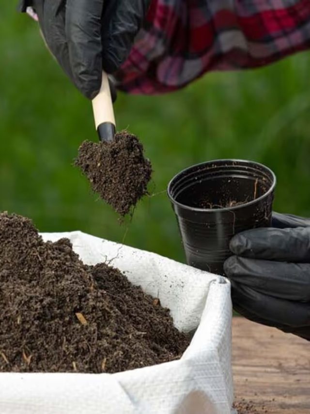 বাড়িতে বানানো এই সার মাটিতে দিন! গাছ হবে সবুজ- সুন্দর, বানানোর পদ্ধতি