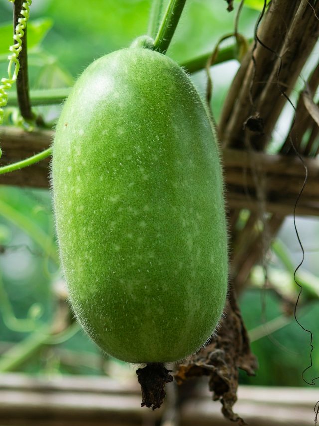 চালকুমড়োকে ইংরেজিতে কী বলে? অনেক বিজ্ঞরাও বলতে পারে না