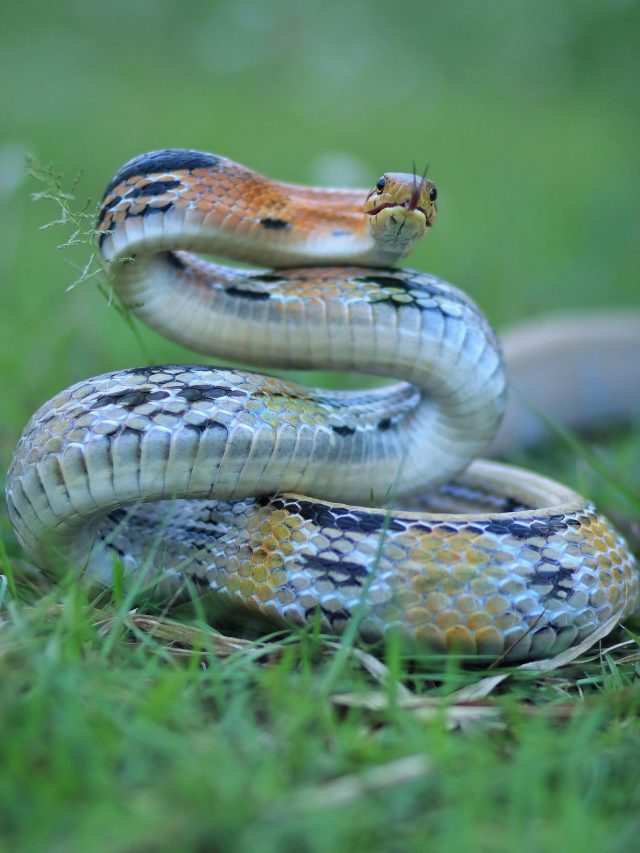 এই ৫ গাছ ঘরে থাকলেই সাবধান, ঢুকতে পারে সাপ