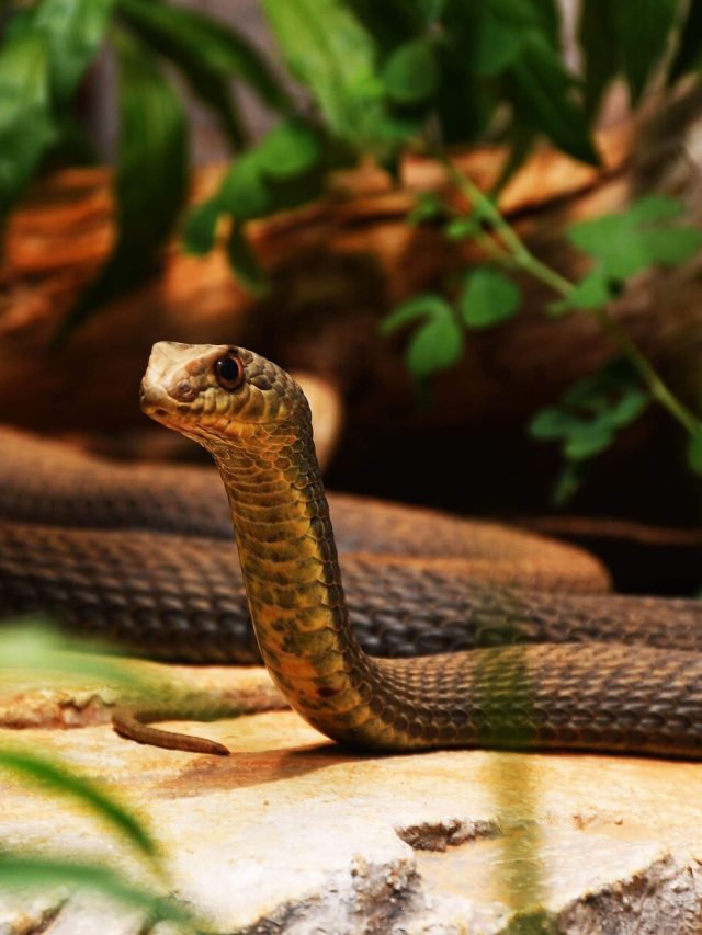 সাপের হাত থেকে নিস্তার দেয় এসব গাছ , বাড়িতে লাগান