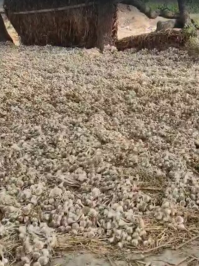 खेतों में काटकर डला था लहसुन, बारिश ने फेर दिया पानी, Video
