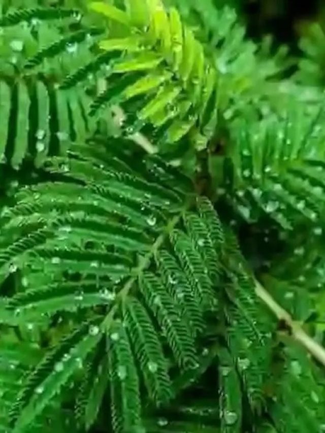 बढ़ती गर्मी में ऐसे करें शमी के पौधे की देखभाल, सूख सकता है प्लांट