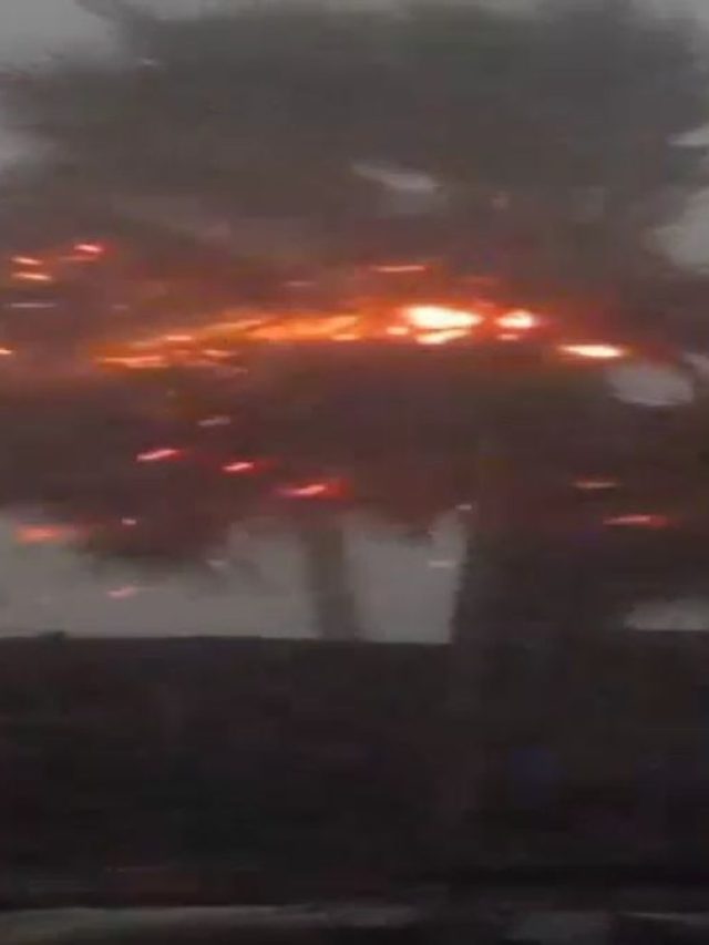 बारिश के बीच हरे-भरे पेड़ से कैसे निकलने लगीं चिंगारियां?