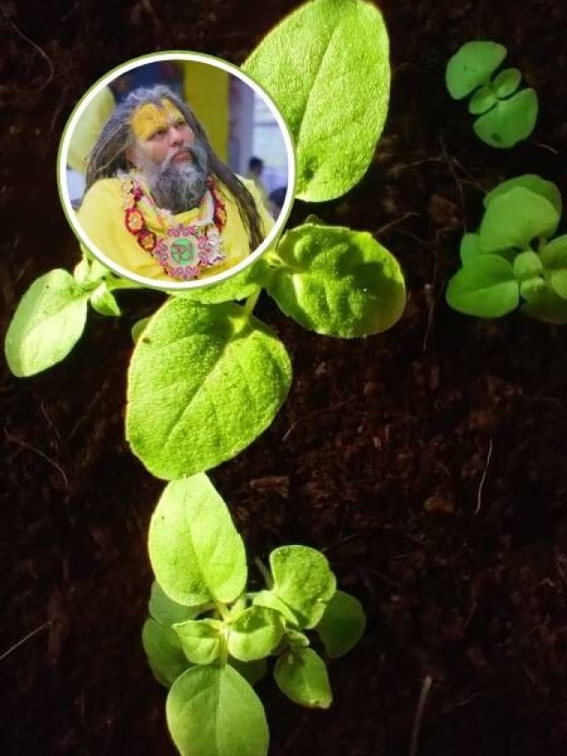 प्रेमानंद महाराज ने बताया, इस दिन तुलसी दल तोड़ने से लगता है ब्रह्महत्या का पाप