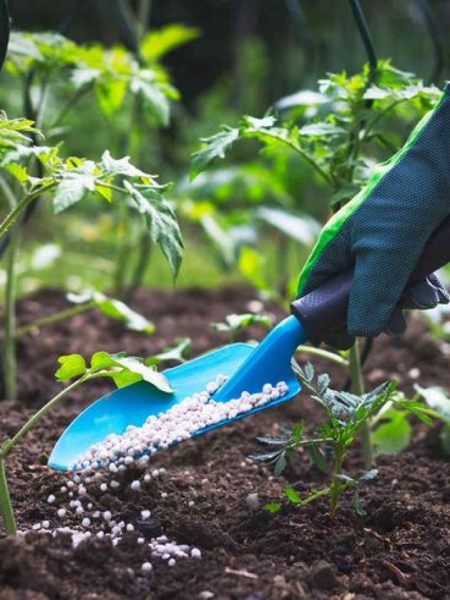 घर की बालकनी में आसानी से उगाई जा सकती हैं ये 5 सब्जियां, देखें लिस्ट