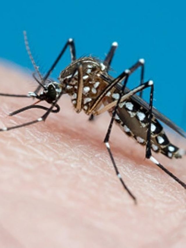 মশা পাঁই পাঁই করে পালাবে, এই ফুল গাছ শুধু রেখে দিন ঘরে