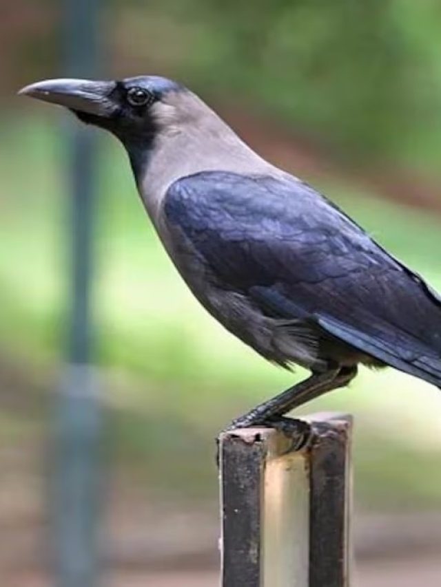 কাক হঠাৎ ঘরে উড়ে এসে বসলে কিসের ইঙ্গিত,  জানা জরুরি