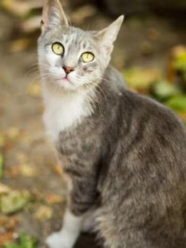 বিড়াল হঠাৎ রাস্তা কাটলে কিসের লক্ষণ, সত্যিটা জানুন