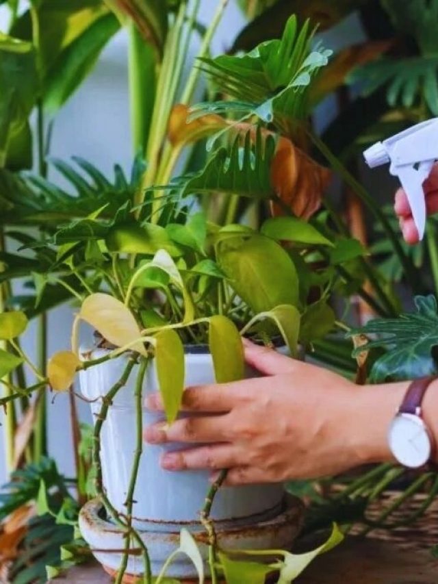 এই ৩ গাছ ঘরে রেখে দিন শুধু, সুখ উপচে পড়বে