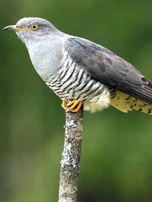 বাড়ি থেকে বেরোতেই পাখিতে মাথায় পায়খানা করে দিল, কীসের ইঙ্গিত?