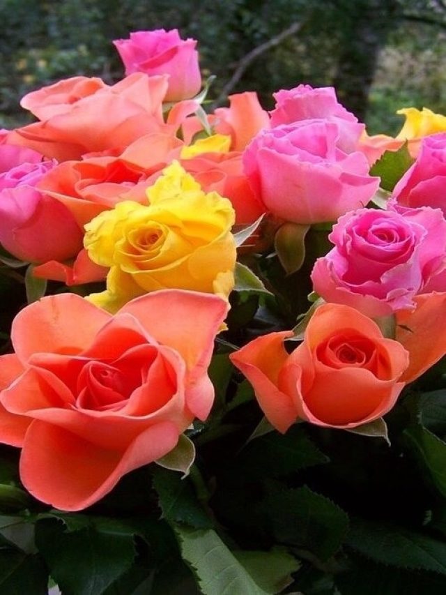 গোলাপে ভরবে গাছ, লাগবে শুধু দেশলাই কাঠি