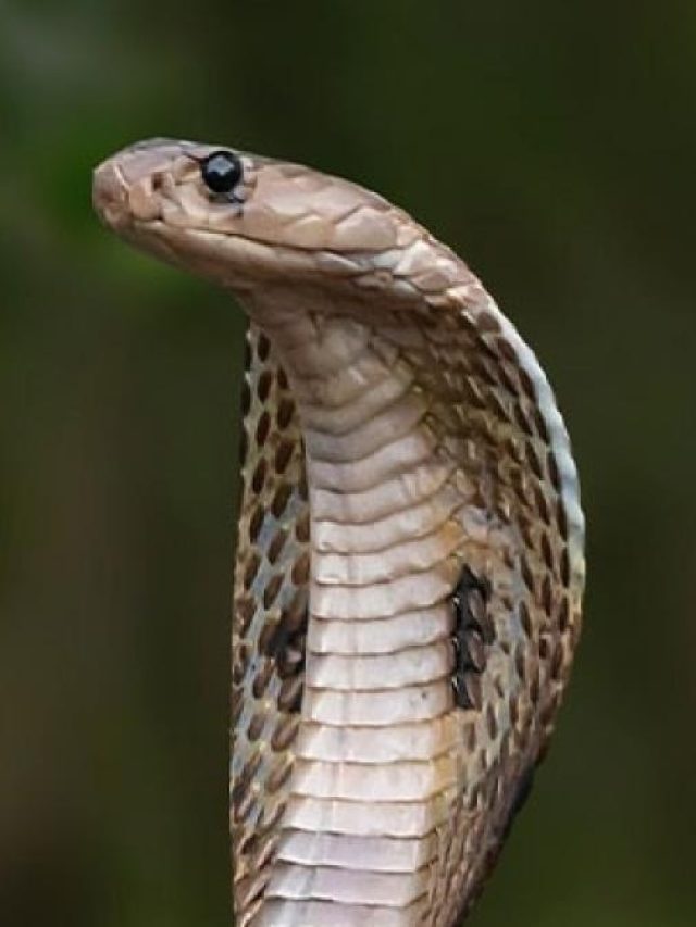 সাপ সুড়সুড় করে পালাবে, এই পাতা রেখে দিন, ঘরে ঢুকবেই না আর