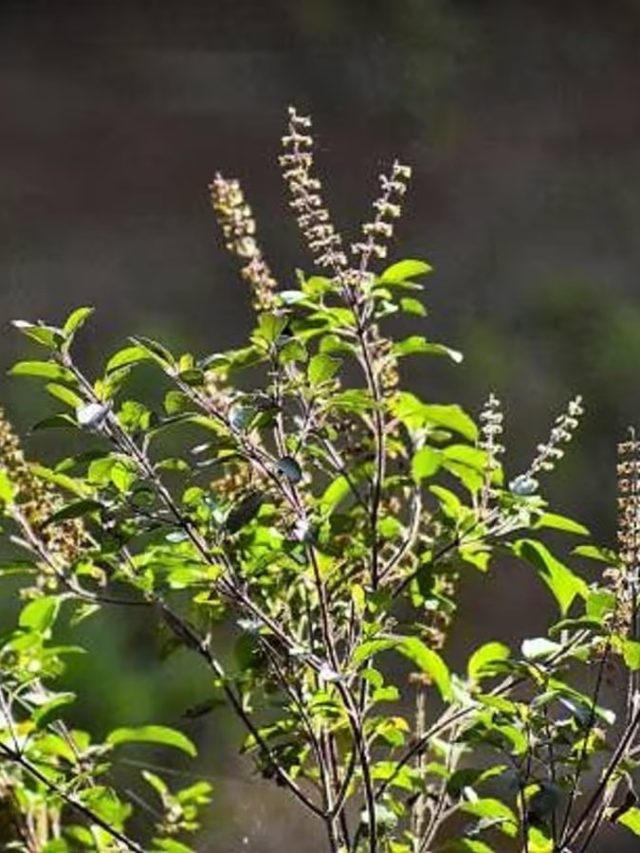 গরমে তুলসী গাছ হু হু করে বাড়বে, শুধু মেশান রান্নার  এই মশলা