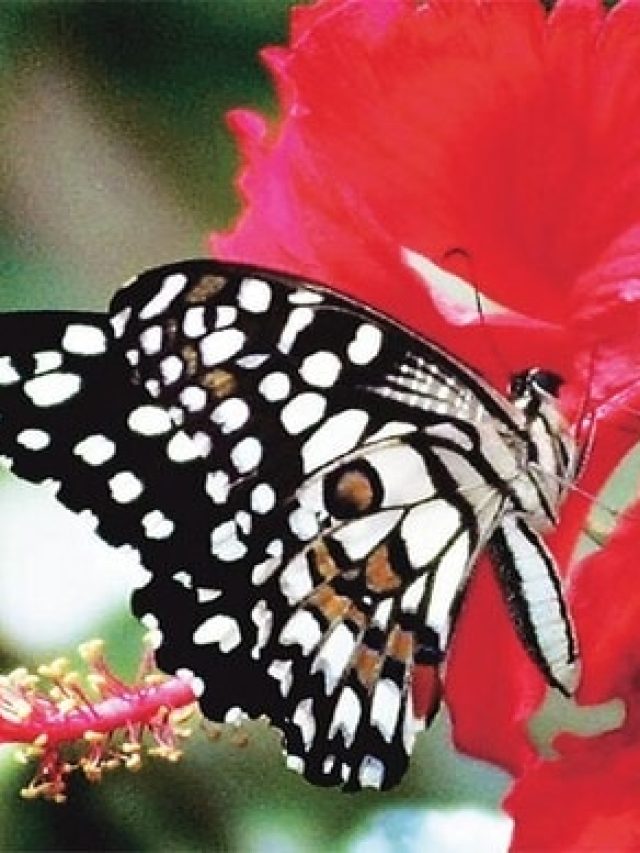 কালো রঙের প্রজাপতি হঠাৎ ঘরে এসে  উড়লে কিসের লক্ষণ, জেনে রাখুন