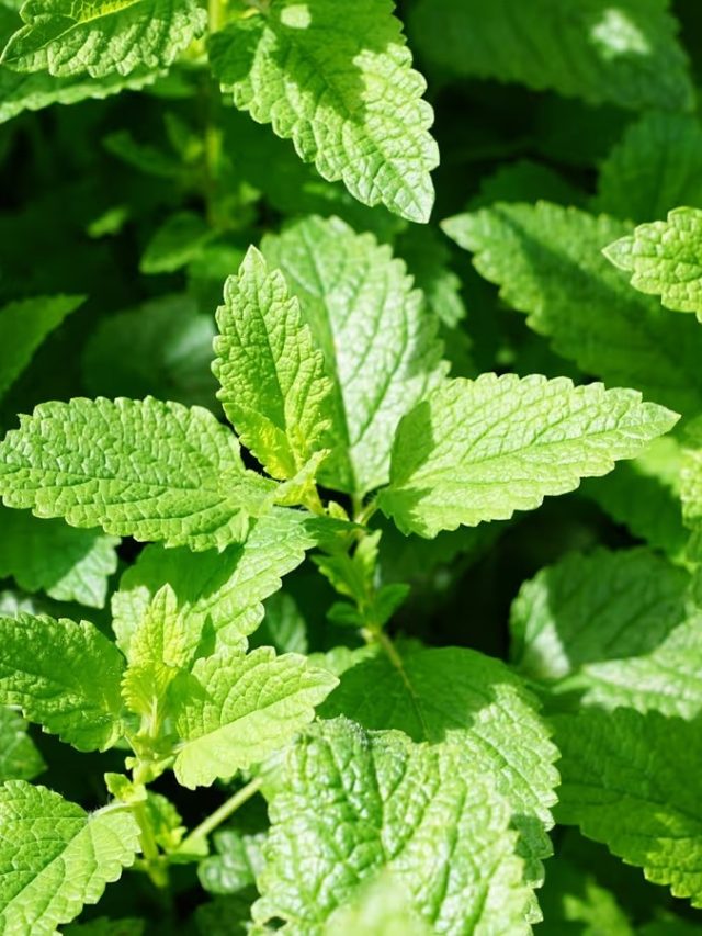 মাটি লাগবে না, জলের বোতলেই বড় হবে পুদিনা গাছ, রইল টিপস