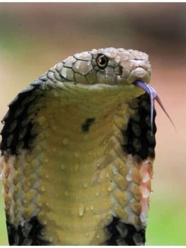 সাপ কতটা বিষধর, দূর থেকেই বুঝুন  এই চিহ্ন দেখে