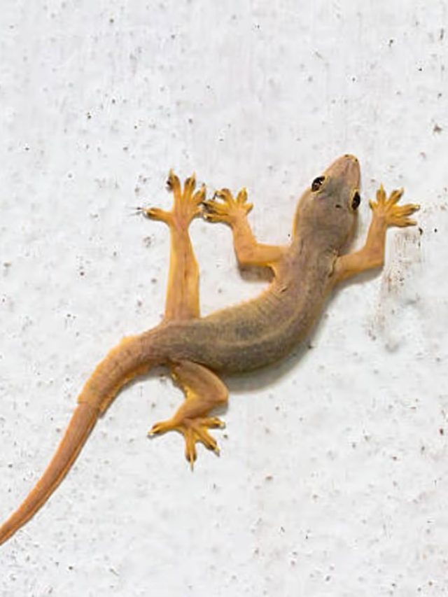 টিকটিকি ঘরের দেওয়ালে দেখতে পেলে এসব ঘটবেই, কিসের লক্ষণ, জানুন