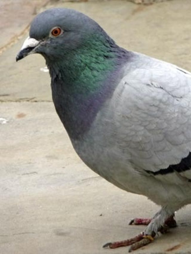 পায়রার পালক ঘরে রেখে দিলেই কাঁড়ি কাঁড়ি টাকা, কীভাবে রাখবেন, জানুন