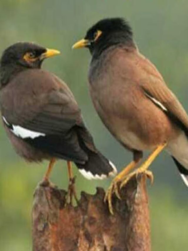 জোড়া শালিক ঘরে বসলে কিসের লক্ষণ,  জেনে রাখুন