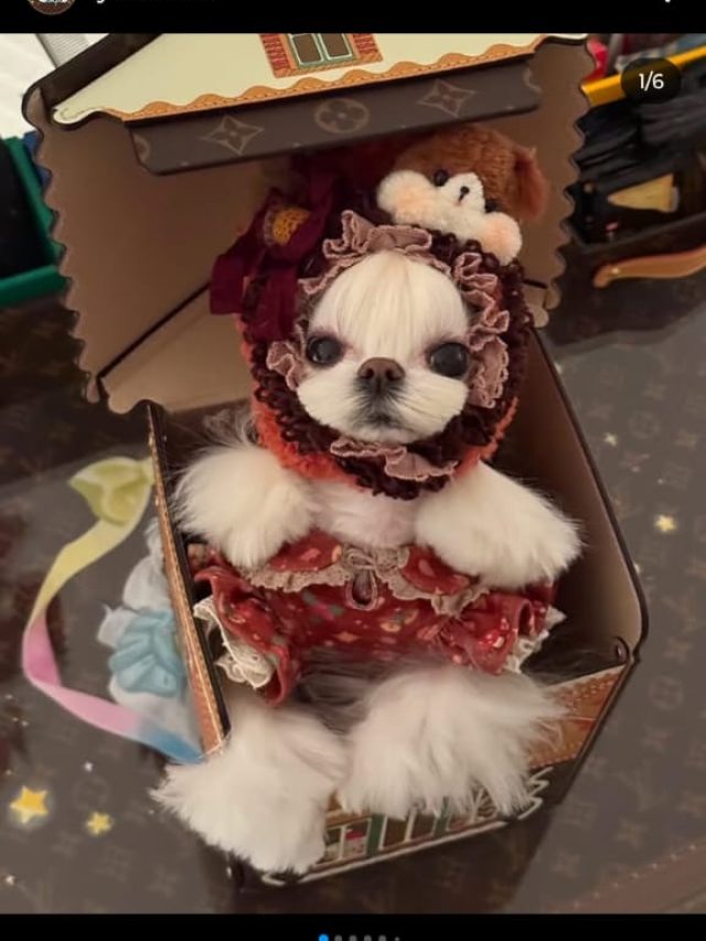 जींस, जैकेट, चश्मा... कुत्तों के कपड़े और मेकअप पर महिला ने खर्च किए 2.5 करोड़ रुपये