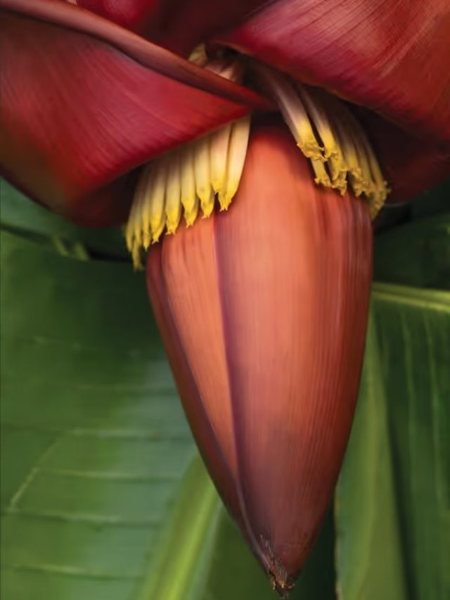 মোচার এই পদ না খেয়ে থাকলে বাঙালি হওয়াই বৃথা