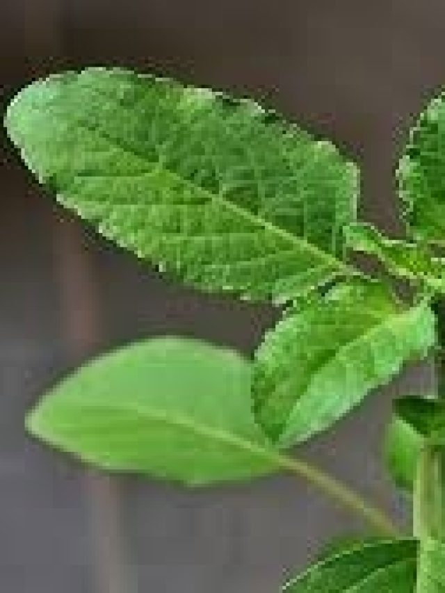 মুখ হবে টানটান,  রোজ লাগান তুলসী পাতা, কীভাবে  মাখবেন, জানুন