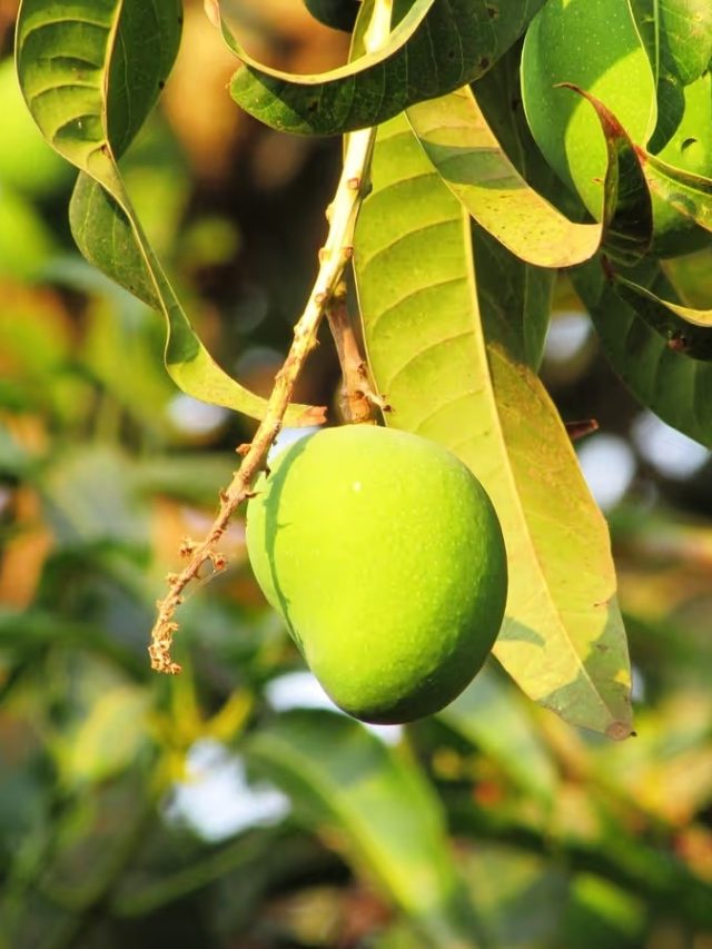 কাঁচা আম কামড়ে খেলে এসব হয়,  জানা জরুরি