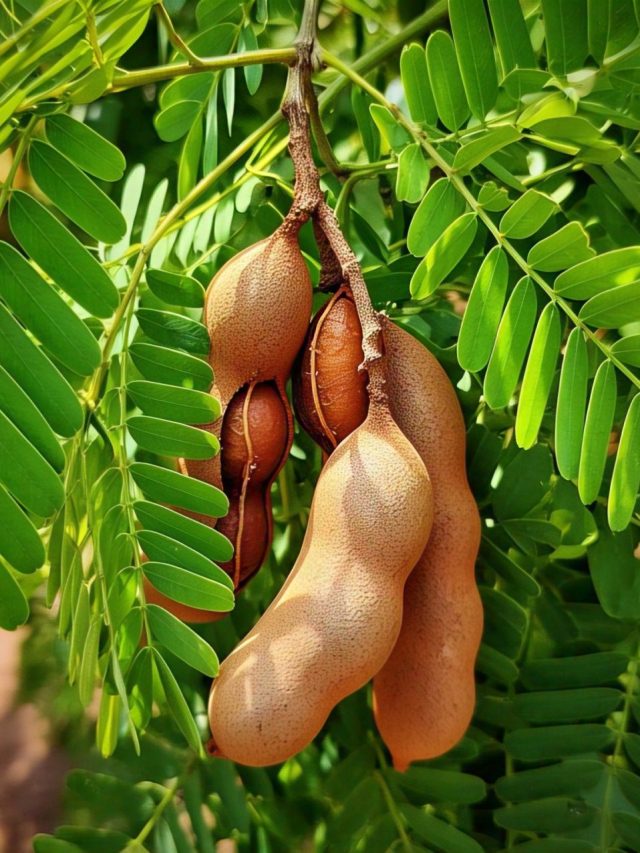 ছেলেদের কি তেঁতুল খাওয়া উচিত? জেনে নিন