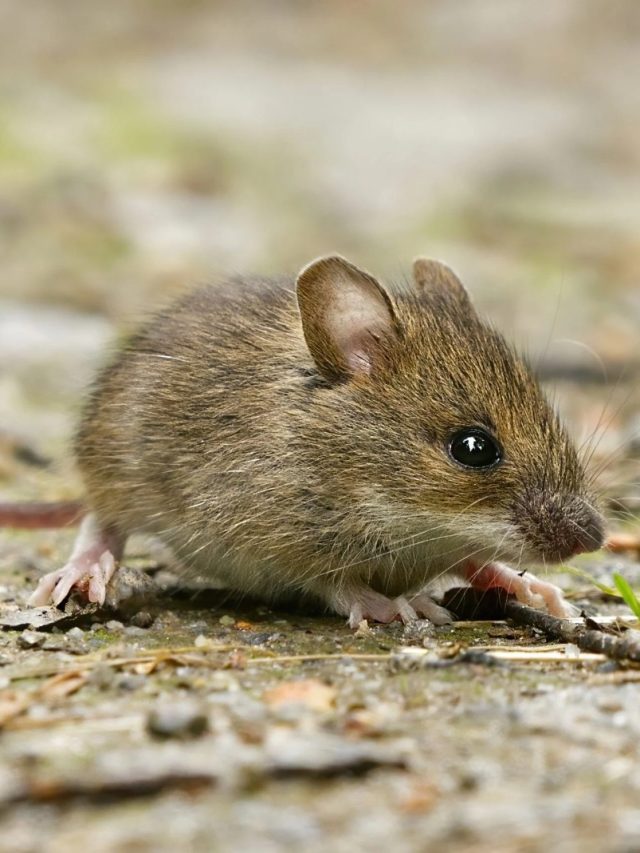 বাড়িতে এই জিনিস রাখলে  ইঁদুর আসে না, জানতেন?