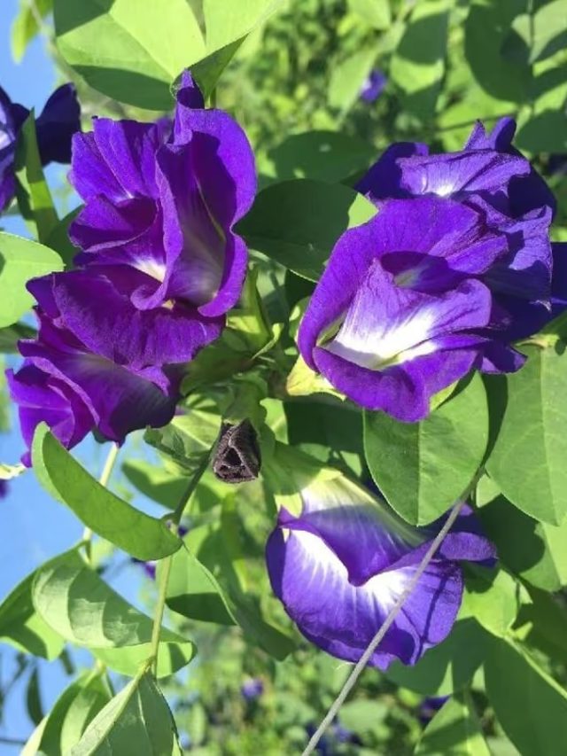 ফুলে ভরবে বাড়ির অপরাজিতা গাছ, শুধু দিন এই সার