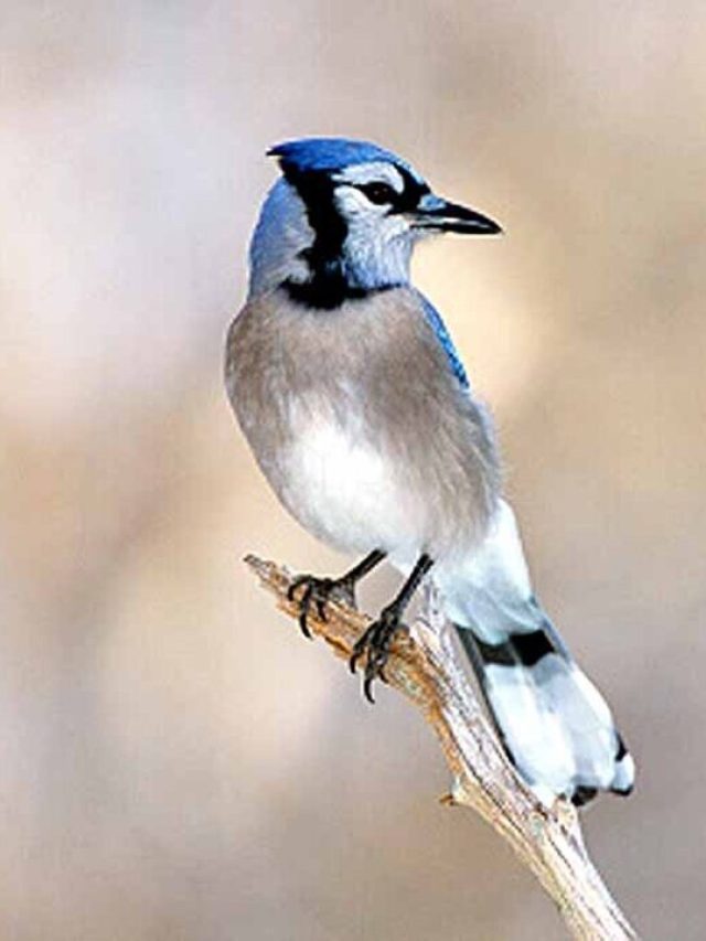 ঘরে পাখি উড়ে এসে বসলে কিসের লক্ষণ, এসব হবেই, জানা জরুরি