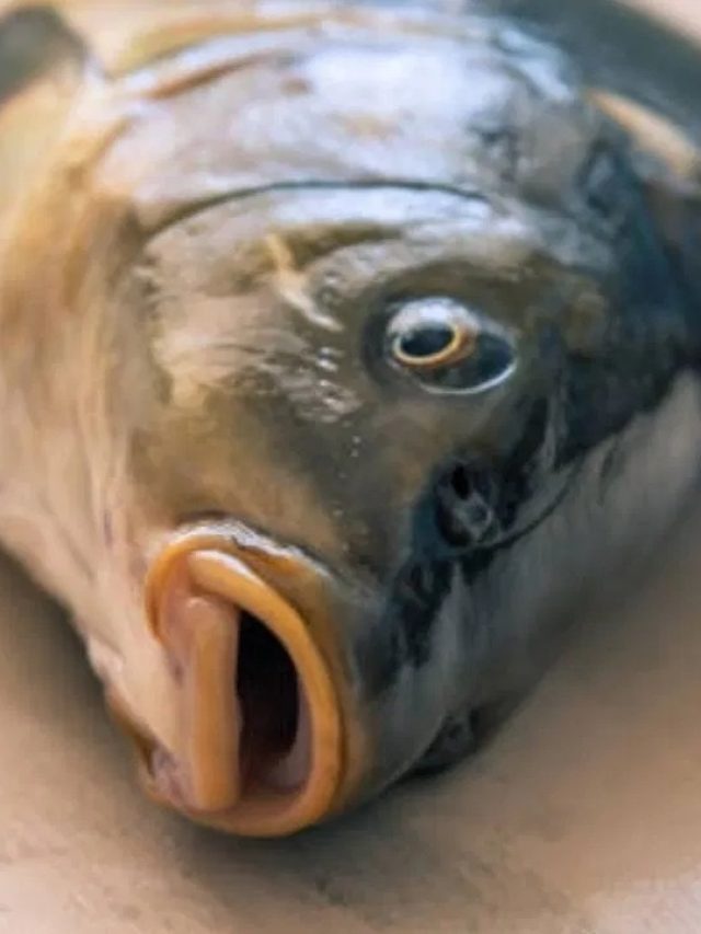 মাছের মাথা চিবিয়ে খেলে এসব হবেই,  জেনে রাখুন