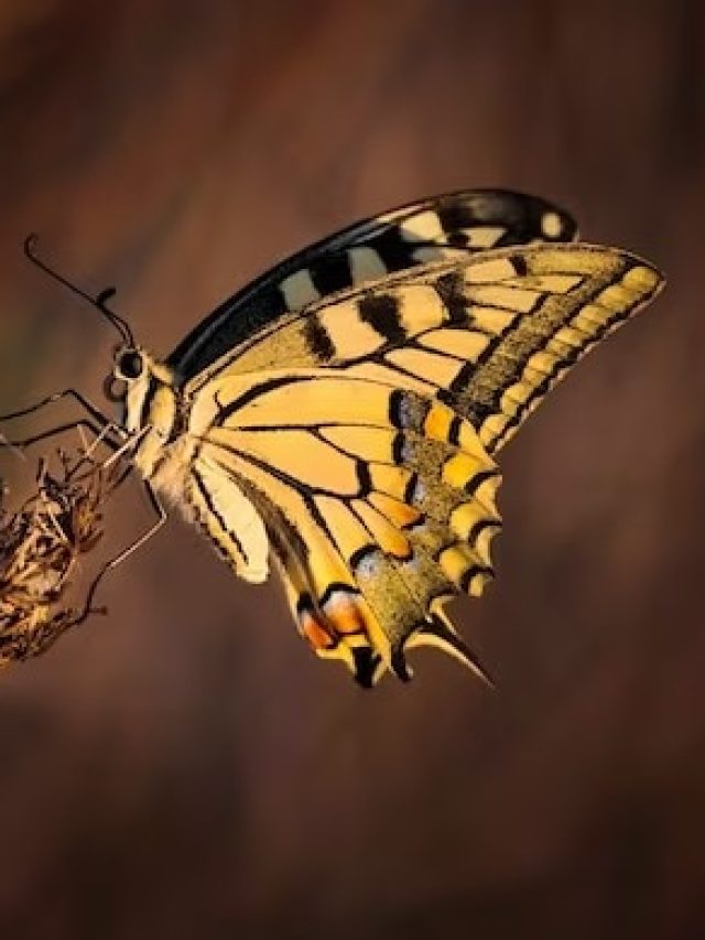 প্রজাপতি ঘরে হঠাৎ উড়ে এলে কিসের ইঙ্গিত, জেনে রাখুন