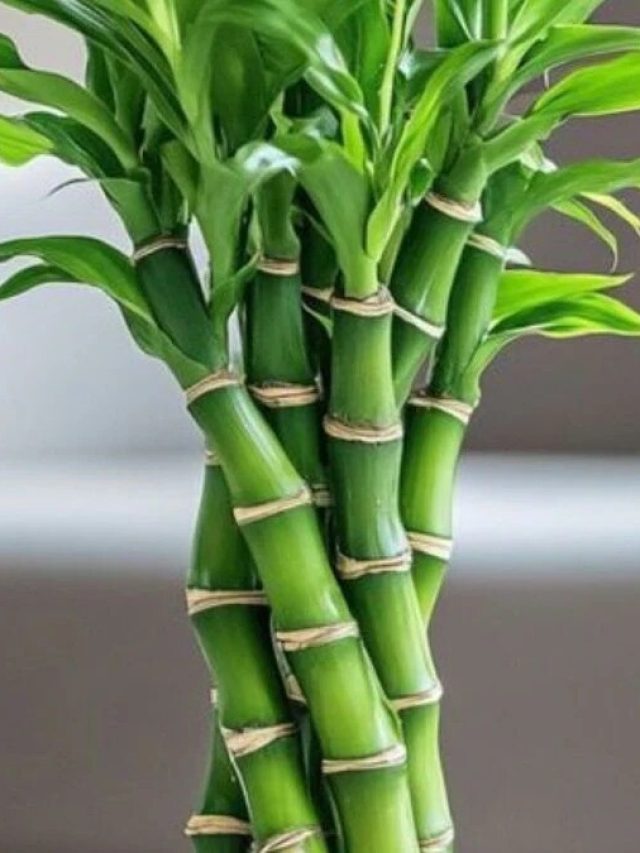 লাকি বাম্বু ঘরের কোন দিকে রাখা সবচেয়ে শুভ, সঠিক নিয়ম জানুন