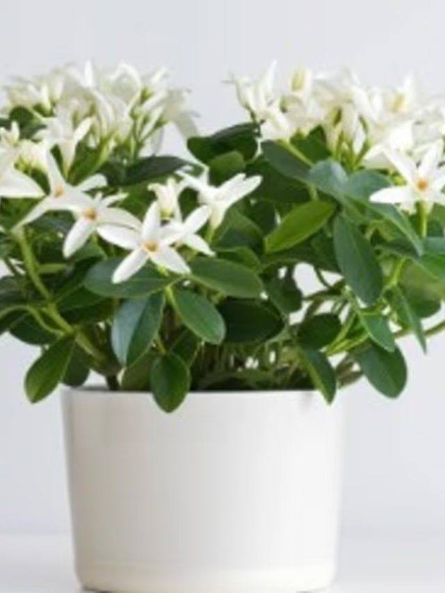 সুগন্ধী জুঁই ফুলে ভরবে গাছ, করুন এই সহজ কাজ