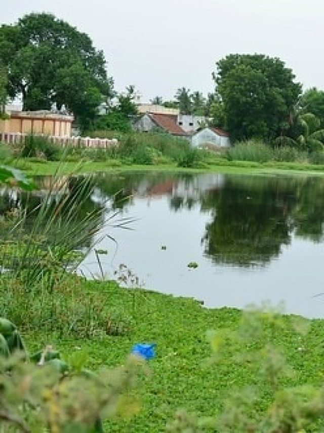 বাড়ির পাশে জলা-ডোবা? সাপ ও পোকামাকড় থেকে ঘর বাঁচাতে যা করতেই হবে