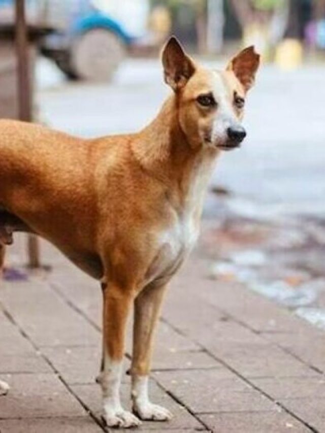 ঘরের দরজায় কুকুর এসে দাঁড়ালে কিসের লক্ষণ, এসব হবেই, জেনে রাখুন