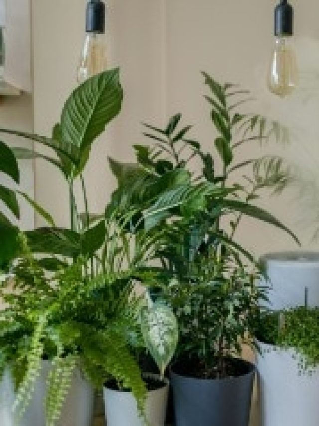 গরম শুষে নেয় এই ৪ গাছ, ঘরে রাখলেই এসির মতো ঠান্ডা