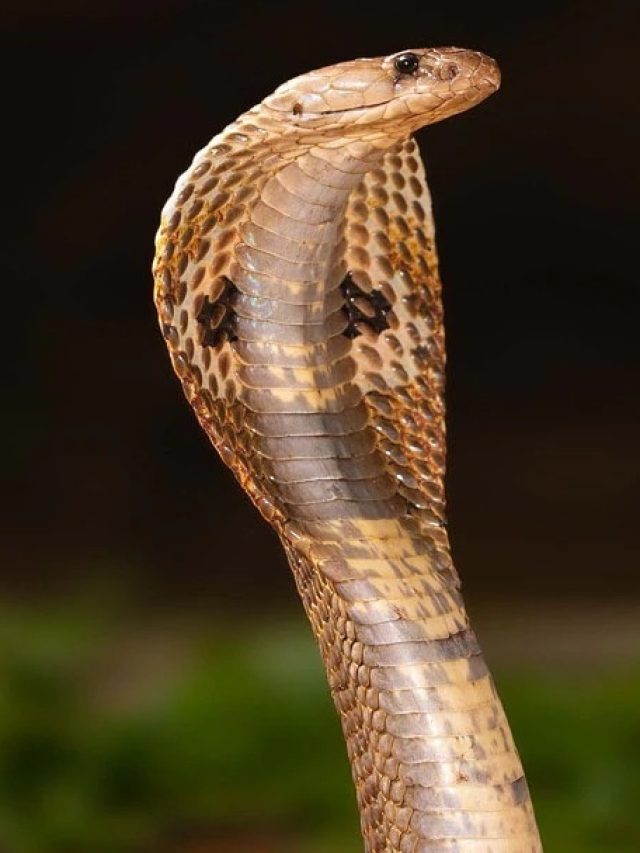 সাপ ঘরে লুকিয়ে আছে? এই গন্ধ পেলেই বুঝে যান