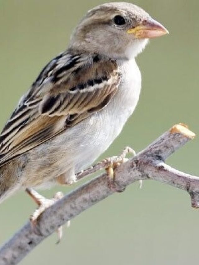 চড়ুই পাখি ঘরের জানলায় বসলে কিসের লক্ষণ, জেনে রাখুন