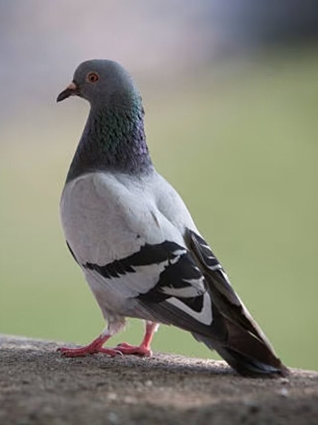 পায়রার পালক ঘরে পড়লে কিসের ইঙ্গিত, এসব হবেই, জানুন