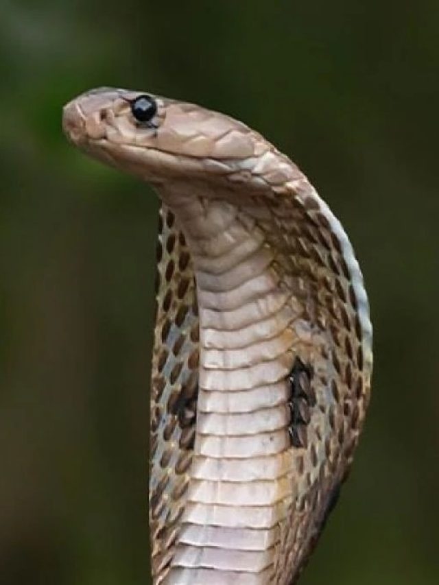 স্বপ্নে সাপ দেখলে কিসের লক্ষণ,  মনে রাখুন