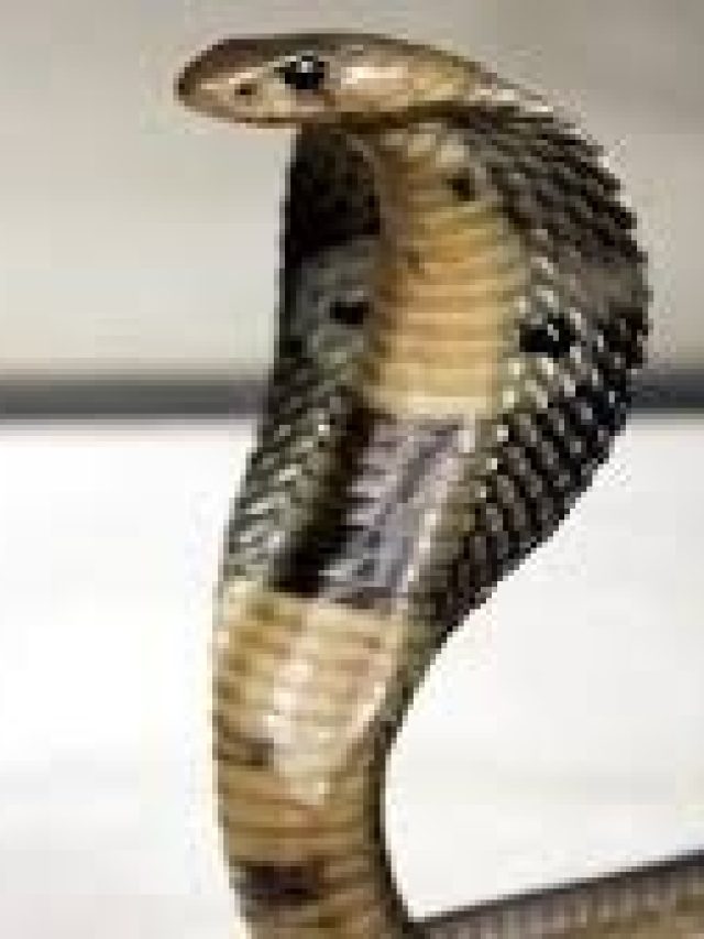 এই পাতা রেখে দিন শুধু, জীবন সাপ ঢুকবে না ঘরে