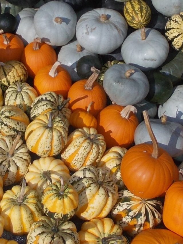 বাড়ির ছাদে কবে লাগালে লাউ-কুমড়ো-তরমুজ হবে গাছ ভরে?