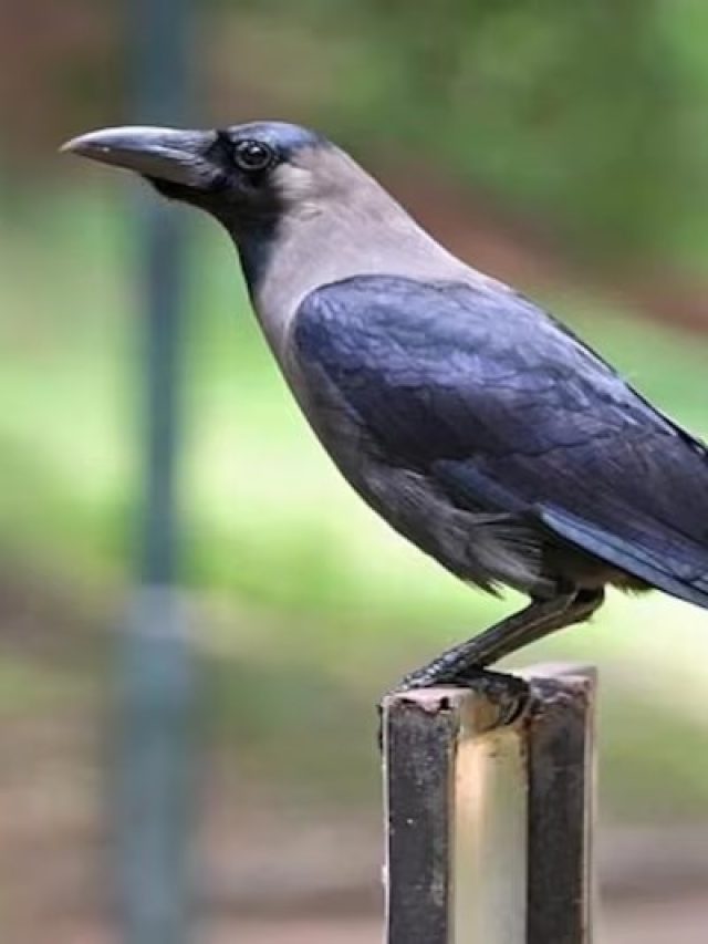 কাকের পায়খানা মাথায় পড়লে কিসের ইঙ্গিত, এসব হবেই, জানুন