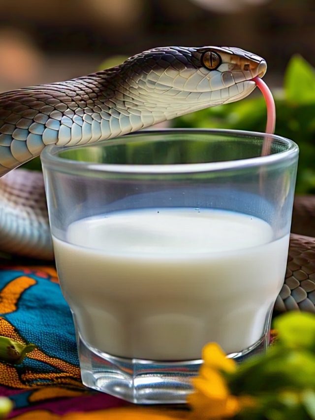 'দুধ-কলা দিয়ে কালসাপ...', সাপ কি সত্যিই দুধ খায়?